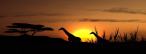 Titelbild Giraffe und Sonnenuntergang Titelbild Giraffe und Sonnenuntergang