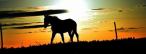 Titelbild Ein Pferd bei Sonnenuntergang Titelbild Ein Pferd bei Sonnenuntergang