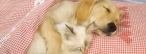 Titelbild Schlafender Hund und Katze Titelbild Schlafender Hund und Katze