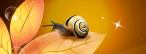 Titelbild Schnecke frisst ein Blatt Titelbild Schnecke frisst ein Blatt