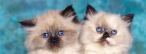 Titelbild Zwei schöne kuschelige Katzen Titelbild Zwei schöne kuschelige Katzen