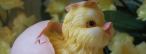 Titelbild S��es Osterei