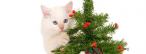 Titelbild Süße Katzen und der Weihnachtsbaum Titelbild Süße Katzen und der Weihnachtsbaum